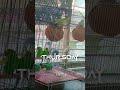 budgie parrot🦜 #talkingparot #birds #parrot #unfrezzmyaccount rajabbutt#vilogpigeon