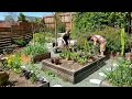 Clearing  amending no till garden bed soil  timelapse