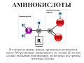 Аминокислоты - Кожевникова Н.В.