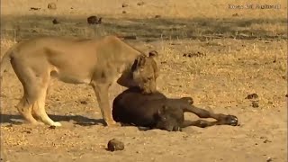 Lion vs Buffalo   Top moments Buffalo fight back the KING LION to save baby   ND Channel