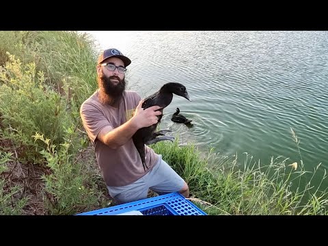 Moving Ducks to the Farm Pond!!!