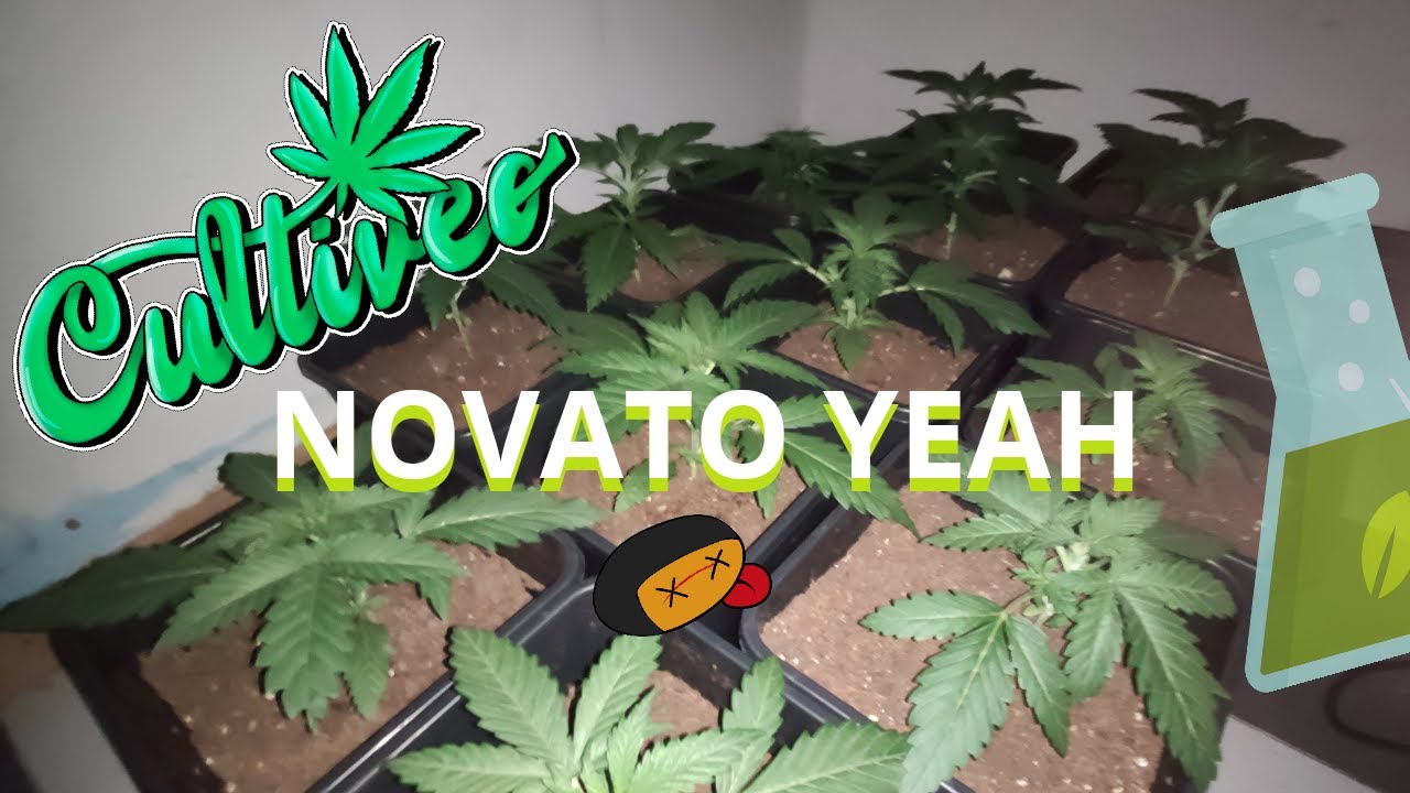 CULTIVEO  NOVATO YEAH SR RAMON