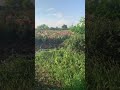 Закулисье, обитель Бимуля)