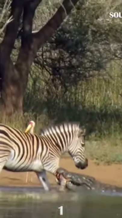 crocodile attack zebra #viral - YouTube