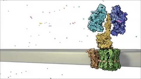 The Conformational Changes of ATP Synthase