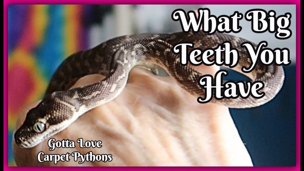 pet snakes and dogs Rough Scaled Python Archie Maybe Little But Sure Makes A Big Mess
