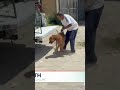 Confirman la apertura de la carpeta de investigación tras agresión de perro pitbull | Shorts | GDL