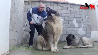 One of the largest dogs in the world