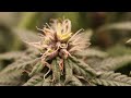 All-Natural Hermaphrodite Grow Log