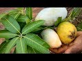 Farm Fresh Mangos Cutting and Eating In My Village| Village Healthy Food | Village Life in Nature