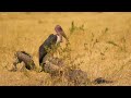 4K Africain Wildlife: Tanzania & Serengeti 4k - Film de faune pittoresque Mp3 Song
