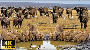4K African Wildlife: Tanzania & Serengeti 4K - Scenic Wildlife Film With African Music