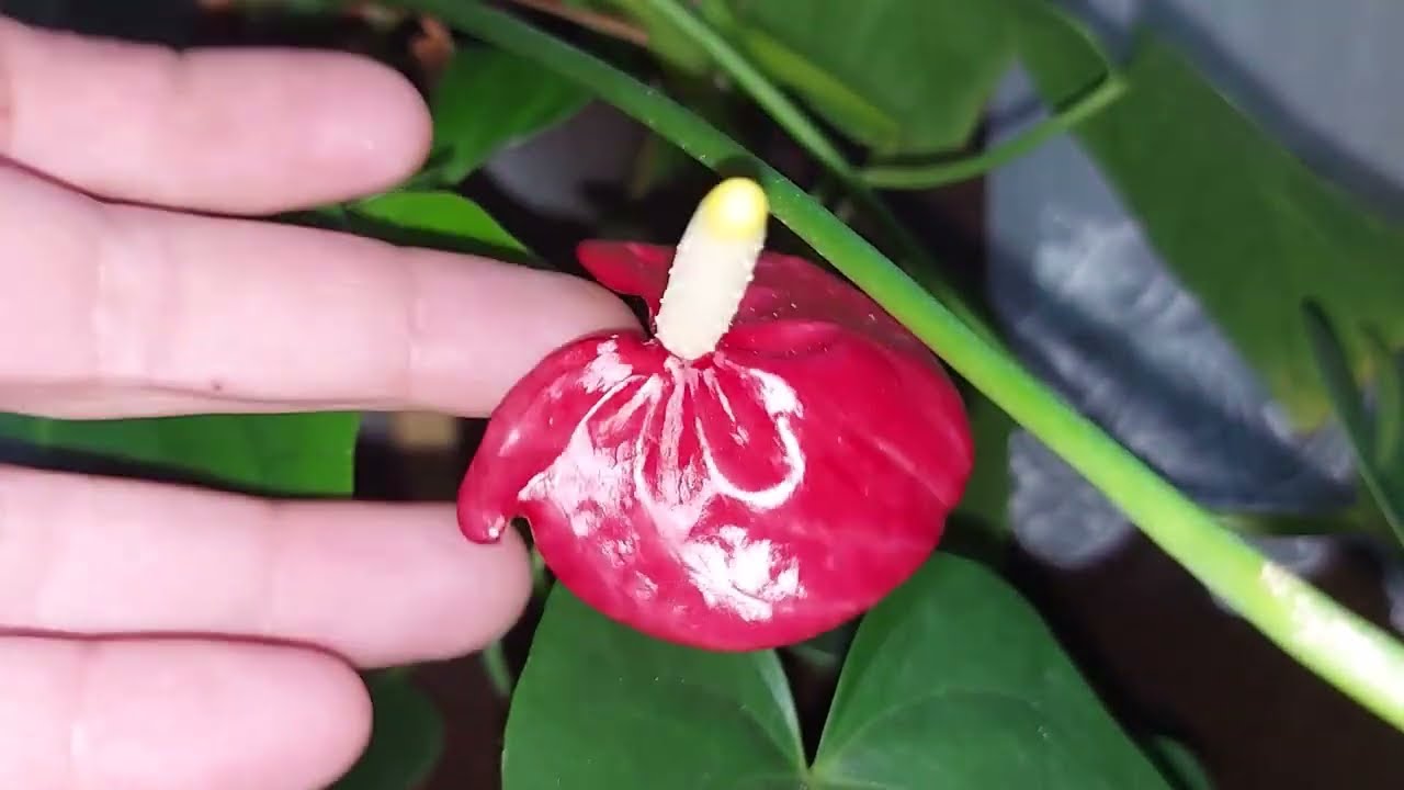 De ce se ingalbenesc frunzele la Anthurium