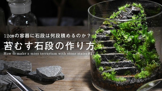 How to Make Green Moss for Bonsai Trees 