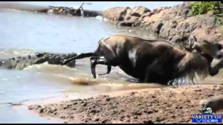 Massive Crocodile attack Noble Wildebeest