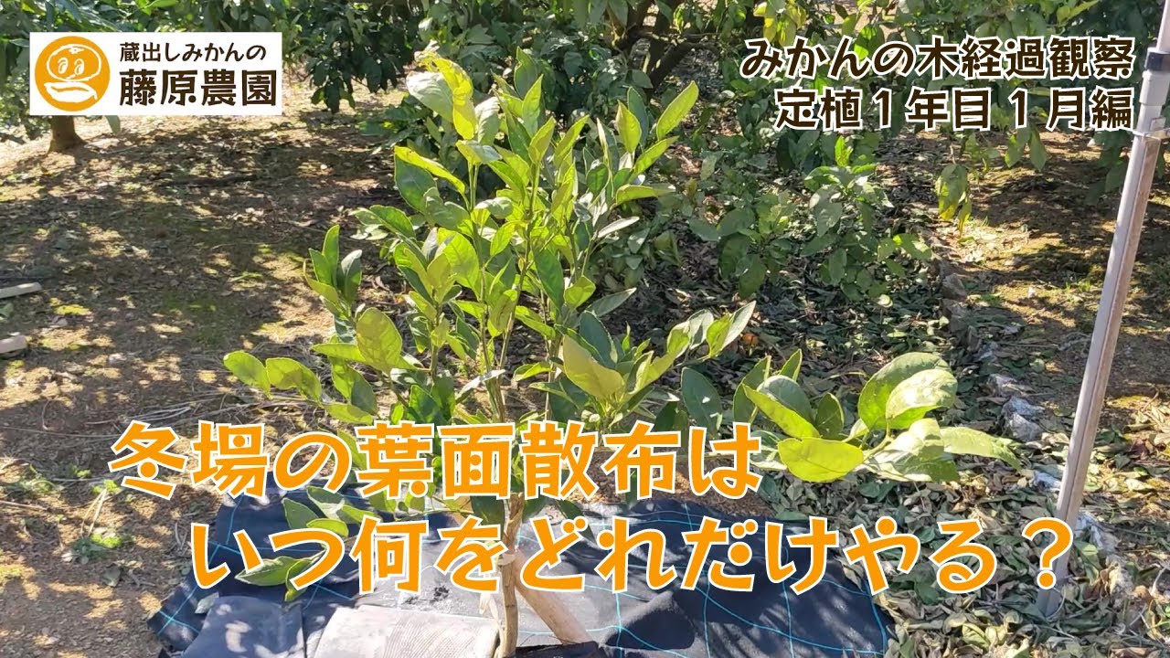 What to do if your mandarin orange leaves turn yellow in winter