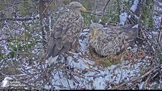 Jūras ērgļi (Haliaeetus albicilla) ĶNP -after a long absence Father requests shift
