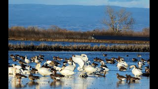 Tundra Swans  with Snow Geese & White-Front-Geese at Dodgeland