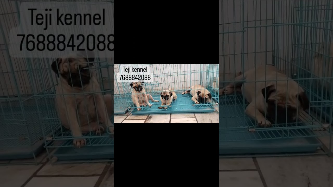 teji kennel. pug lovers good news puppy available 7688842088