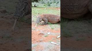 Look at the pregnant Komodo dragon again fiercely😨😲 #animal Hunting#😱