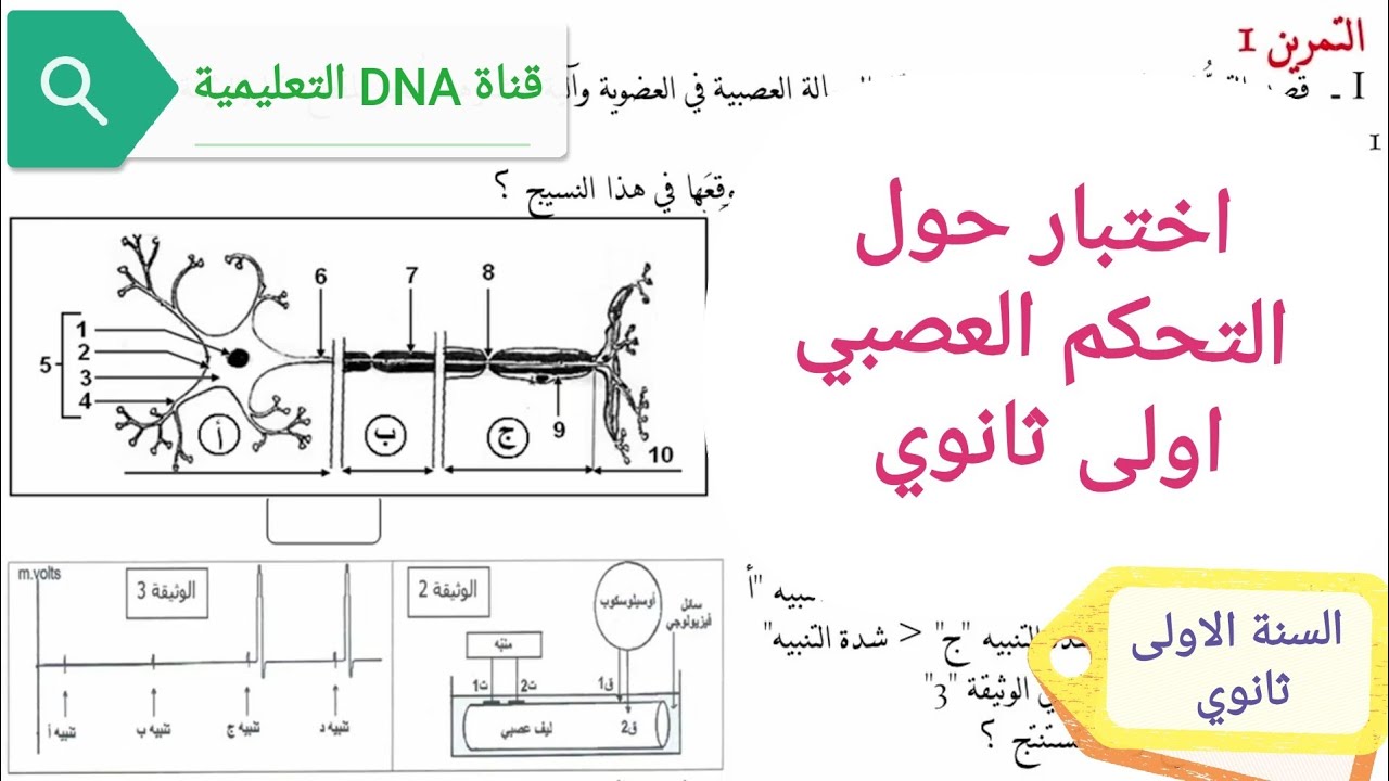 تمارين التحكم العصبي والتحكم الهرموني اولى ثانوي