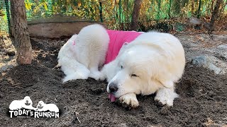 子宮蓄膿症で緊急手術をしたルンルンです　Great Pyrenees　グレートピレニーズ