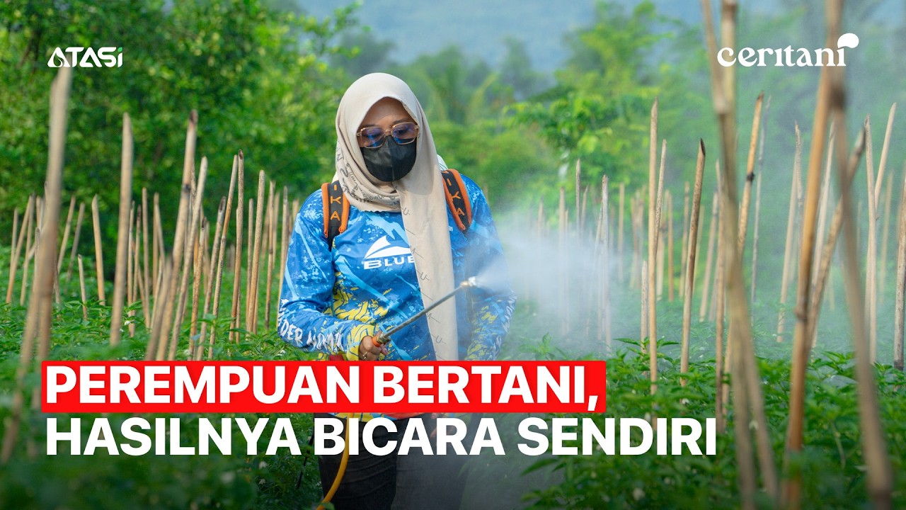 Ceritani | Diremehkan Karena Perempuan, Akhirnya Buktikan Sukses Tanam Cabe Besar!