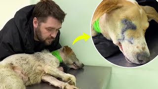 Loyal dog was depressed and wanted to give up after her owner gave her bullets