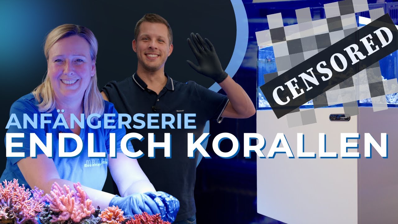 Teil 12: Korallen, endlich Korallen! (Korallen für Einsteiger) | Meerwasseraquarium für Anfänger