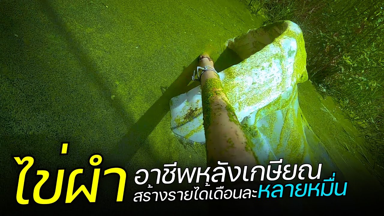 เลี้ยงไข่ผำ อาชีพหลังเกษียณ สร้างรายได้เดือนละหลายหมื่น ทำยังไงไปดูคลิปนี้