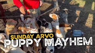 Sunday Afternoon, Puppy Mayhem and Freddo on Nanny duties