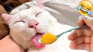 Cute Animals 79 Compilation - Funny Animal Funny Videos 2022