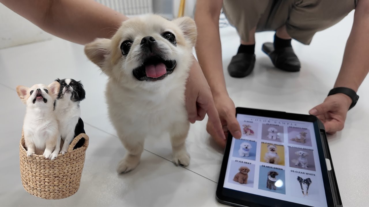 写真撮影でるんるんのピノはすっかりモデルさんでした！パルムとぽてまるもたくさん撮影したよ📸