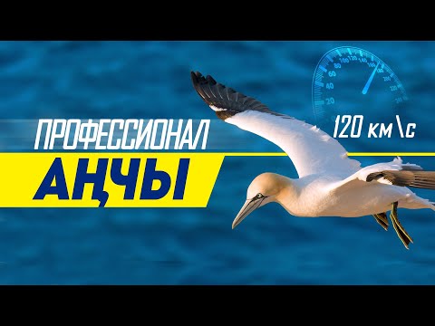 Video: Түндүк нуру