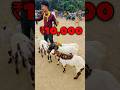 Top Quality Tota Pari Bakra Raniganj Bakra Mandi Bakramandi Bakraeid2025 Bakraeidspecial Top Quality Tota Pari Bakra Raniganj Bakra Mandi Bakramandi Bakraeid2025 Bakraeidspecial