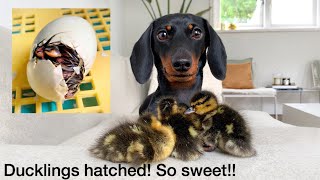 Ducklings hatched| Dachshund and ducklings.