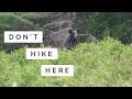 So Many BEARS | Algonquin Park ROAD TRIP | WILDLIFE PHOTOGRAPHY Journey Episode 2