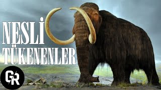 Nesli̇ Tükenen Türler Belgesel Yer Küre Evren Uzay Belgesel