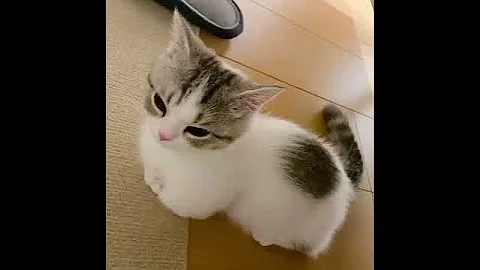 Video 1701551: cats compilation cute funny, pets love animal funny, funny beautiful pet