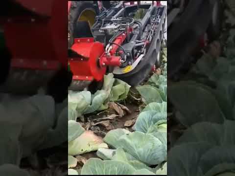 فيديو: حصاد الملفوف: كيف ومتى يتم حصاد الملفوف