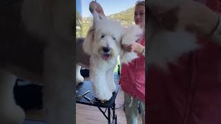 Dog Grooming  Old English Sheepdog #shorts #huggable