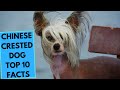 Chinese Crested Dog - TOP 10 Interesting Facts の動画、YouTube動画。