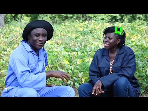⁣AYEKOO: How to grow soybean in Ghana