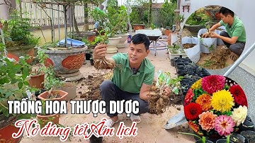 Trồng hoa Thược Dược nở vào đúng dịp Tết âm lịch