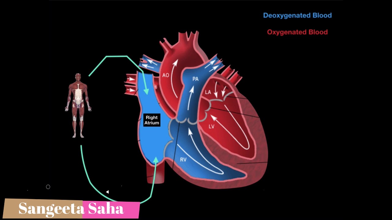 Anatomy of Human heart & process of blood circulation through heart