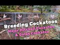 Galah Cockatoo & Major Mitchell Cockatoo | Breeding big scale!