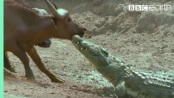 The Nile Crocodile vs Buffalo | Wild Africa | BBC Earth