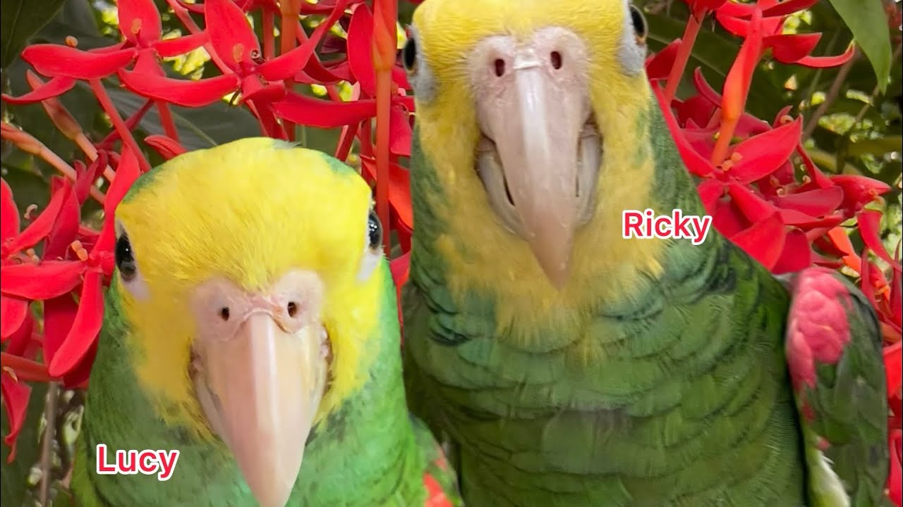Ricky se baña y Lucy hace travesuras 😬#cuteanimals #parrot 