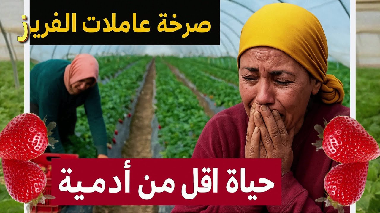 أخطر وثائقي !  الوجه المظلم للفراولة في إسبانيا ! شهادات مغربيات ستجعلك تبكي..أريد العودة لأولادي !