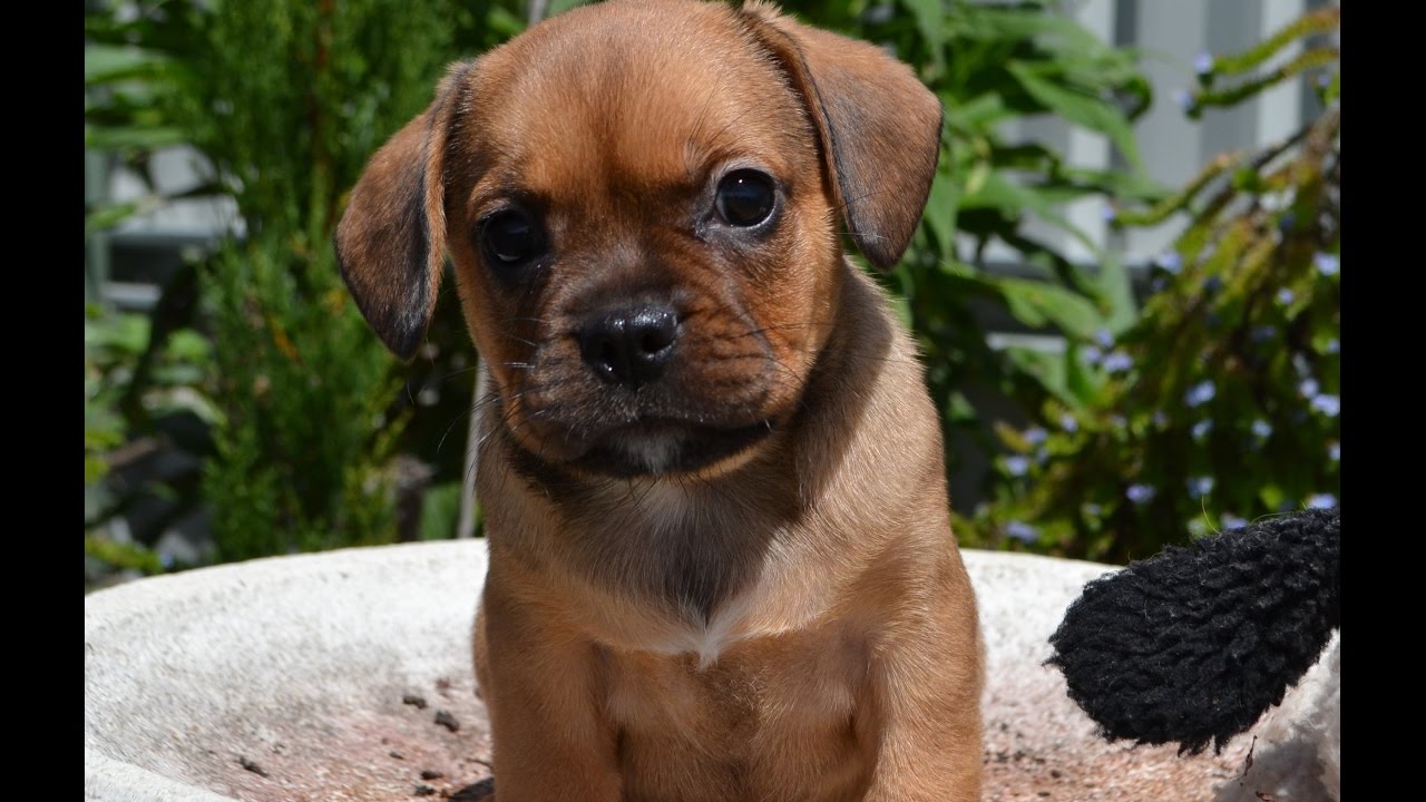 french bulldog puggle mix